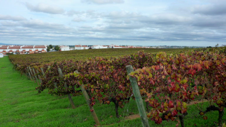 Vinhos alentejanos estão mais caros mas vendem cada vez mais no estrangeiro