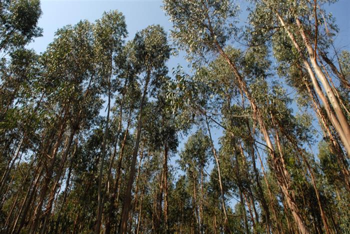 Eucaliptos dominam 86% das plantações de árvores em Portugal