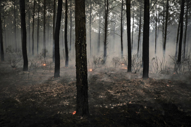 Incêndios. Já foram plantadas 640 mil árvores no Pinhal de Leiria