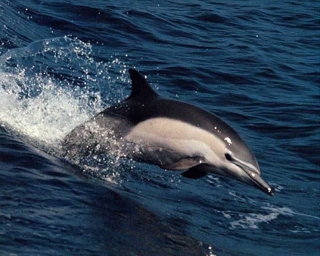 Golfinhos em risco de desaparecer das águas nacionais por captura acidental