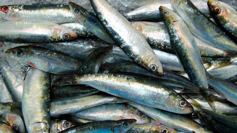 Portugal: Pesca da sardinha deve ser suspensa em 2019