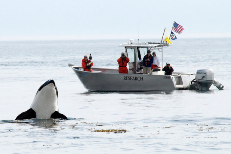 Orca deixou partir corpo de cria morta ao fim de 17 dias