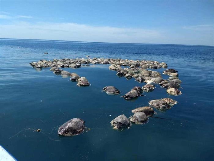 300 tartarugas encontradas mortas no México