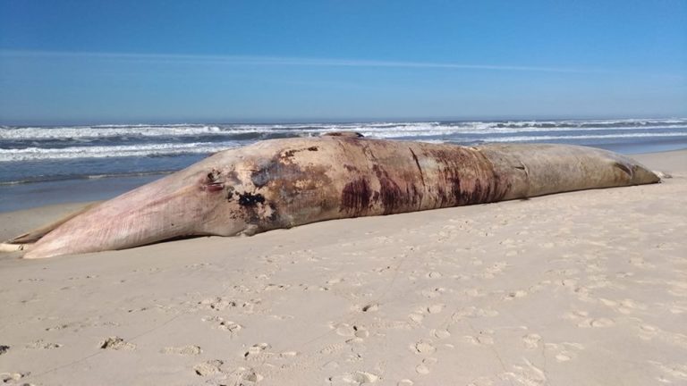 Baleia morta que deu à costa em Mira removida no máximo até quarta-feira de manhã