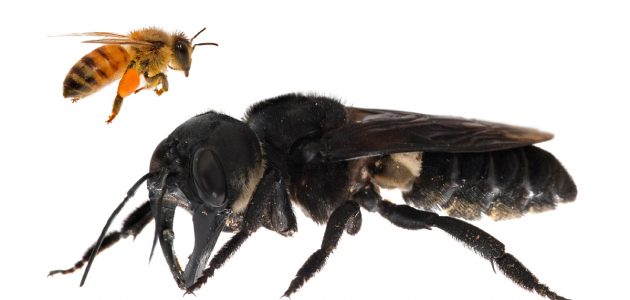 Maior abelha do mundo redescoberta na Indonésia