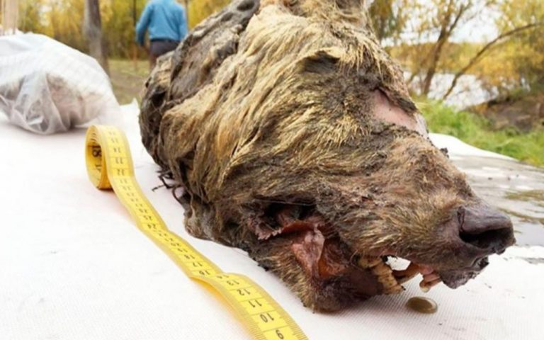 Descoberta cabeça de lobo com mais de 40 mil anos