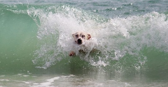 PAN quer praias para cães no Algarve