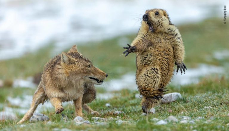 Marmota surpreendida por raposa: A melhor fotografia da vida selvagem de 2019