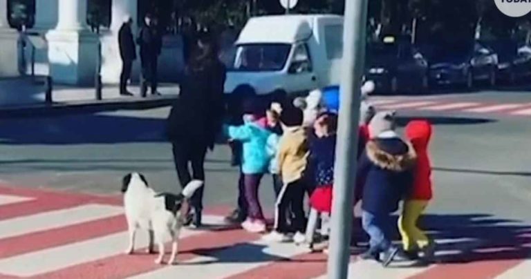 Cão ajuda crianças a atravessar estrada e torna-se viral. As imagens foram captadas na Geórgia, na cidade de Batumi