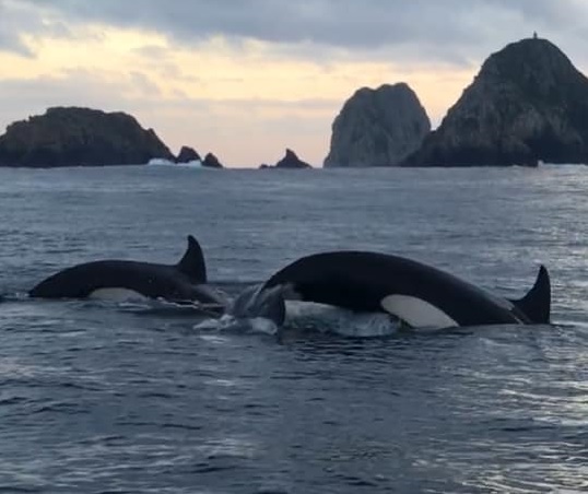Vídeo. Grupo de orcas avistado ao largo de Peniche