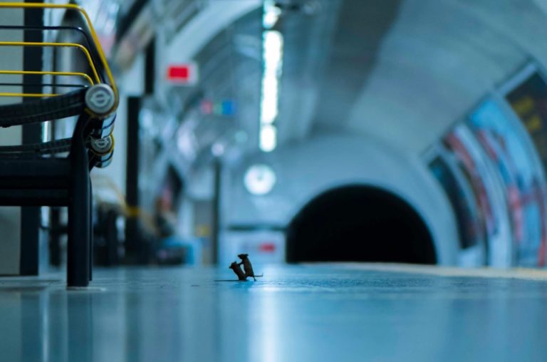 Quando dois ratos lutam por migalhas no metro de Londres, há prémio de fotografia à espreita