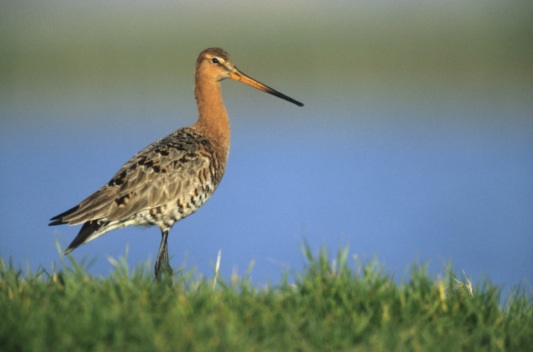 Montijo: Petição em defesa de ave holandesa por causa do aeroporto