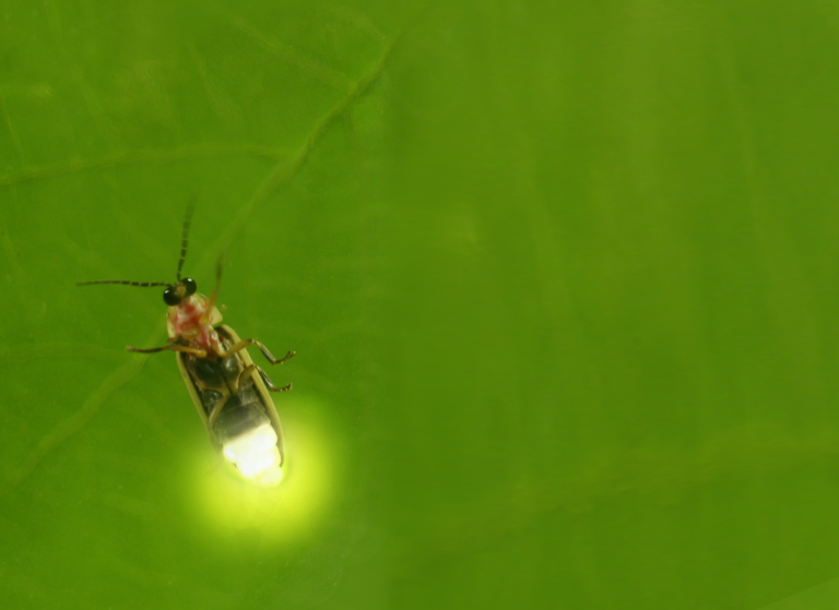 Não se lembra de ver um pirilampo? A perda de habitat, a iluminação nocturna e os pesticidas são os responsáveis