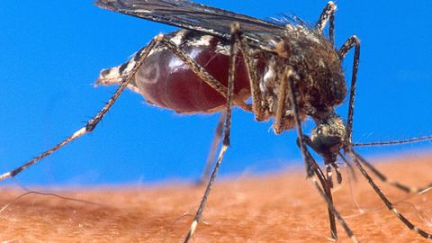 ‘Startup’ francesa constrói fábrica de mosquitos para combater dengue na Austrália