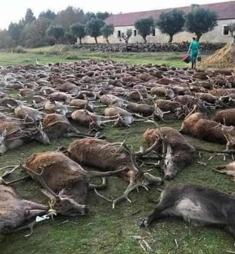 ICNF suspende licença da Zona de Caça de Torre Bela após abate de 540 animais 