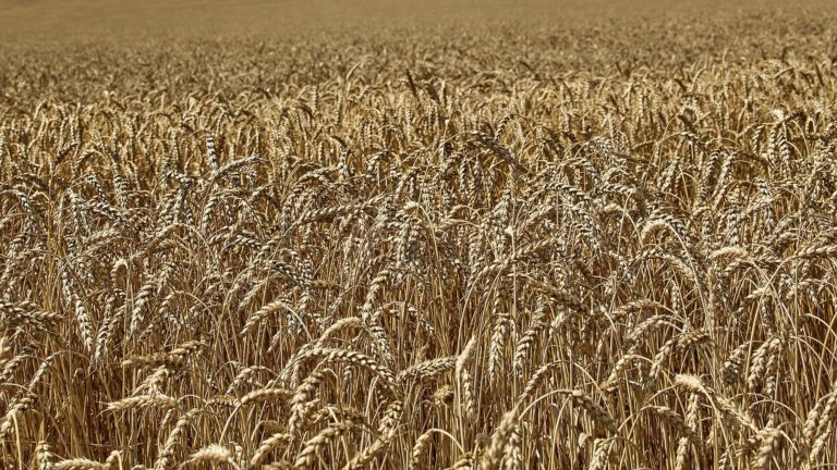 Acordo para desbloquear exportações de cereais da Ucrânia assinado hoje