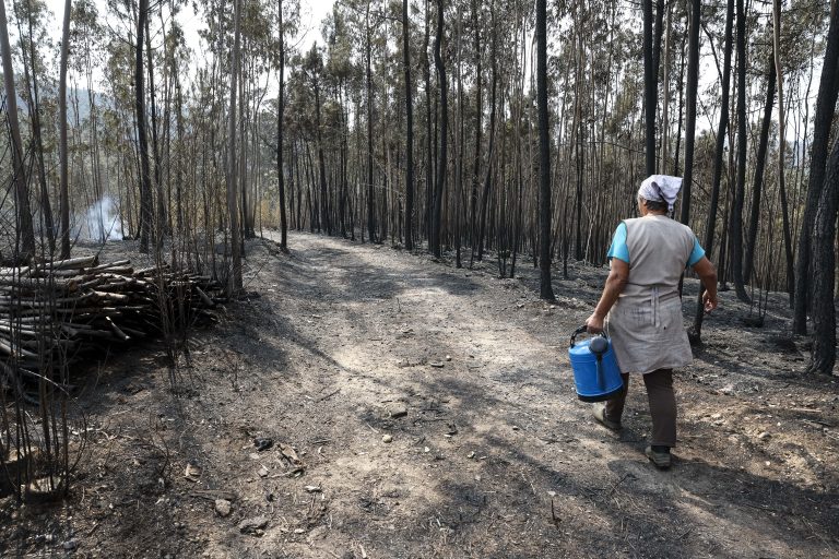 Chuva ajuda a controlar incêndios. Arderam desde domingo 135 mil hectares em Portugal