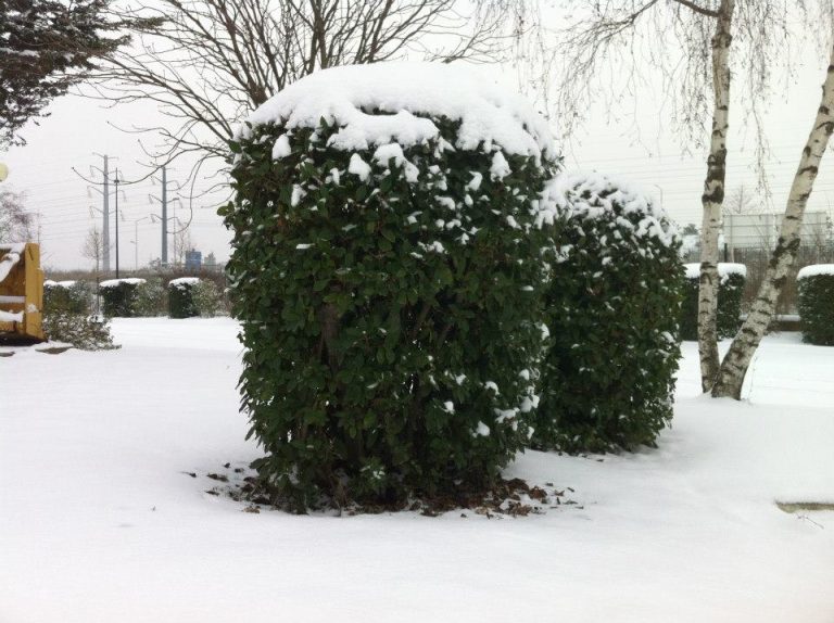 Previsão de queda de neve em várias regiões do norte de França. Região de Paris poderá não ‘escapar’