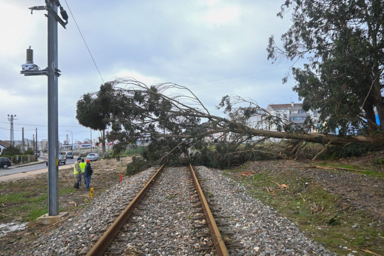 Mau tempo: Quedas de árvores, via cortadas e equipamentos danificados em Coimbra