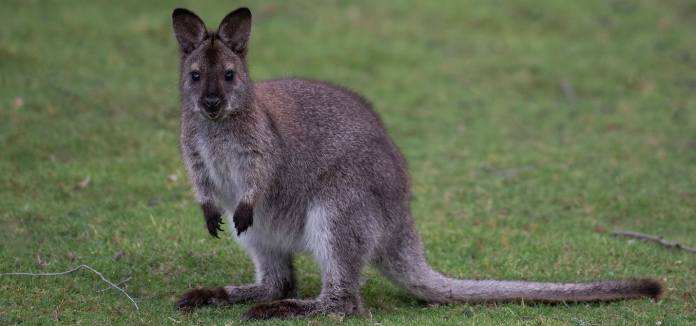 Cangurus às portas de Paris