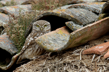 Mocho-galego © Christian Aussaguel Mocho-galego © Christian Aussaguel